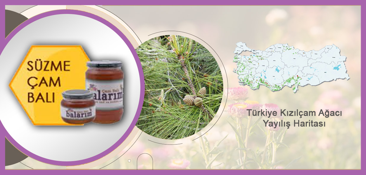 ürün_süzme-çam-balı